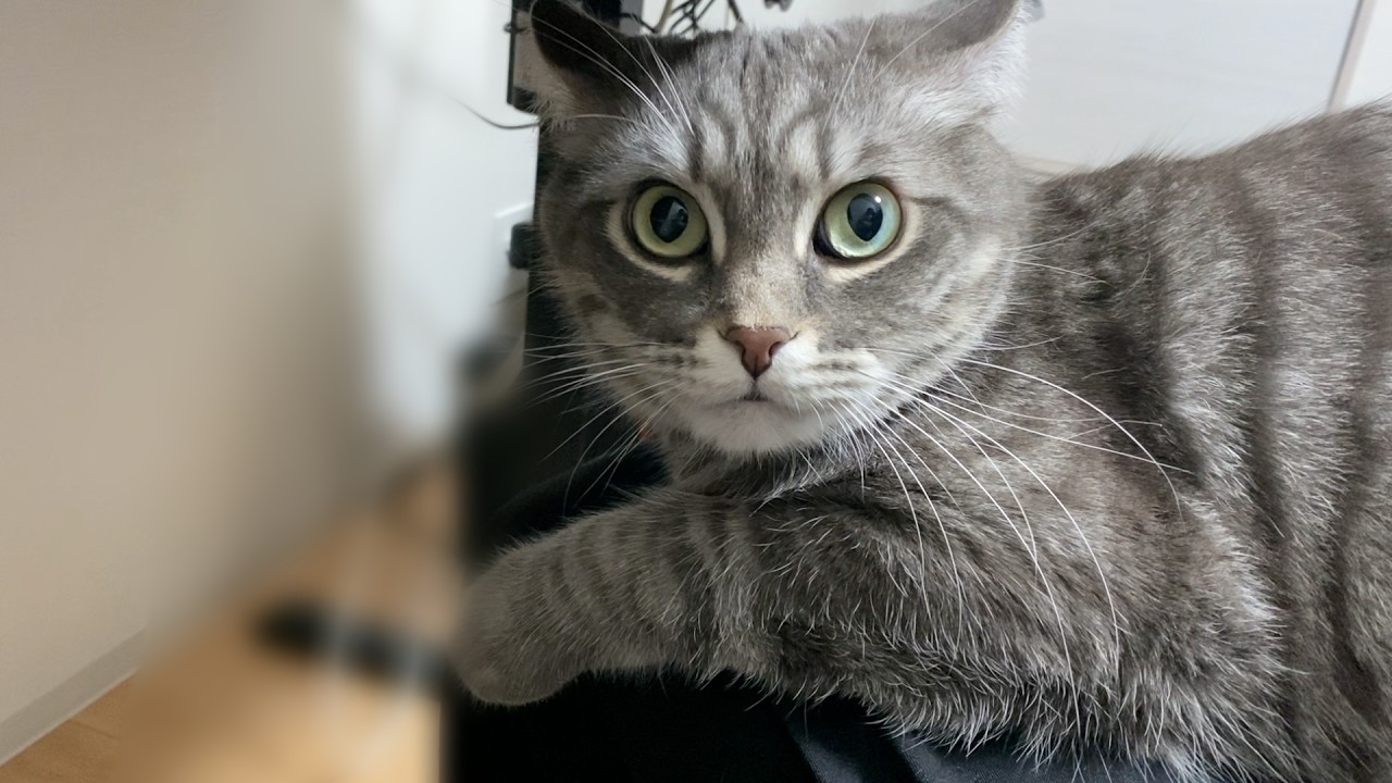 膝に乗った猫に「重い」と言ったら、この表情である笑