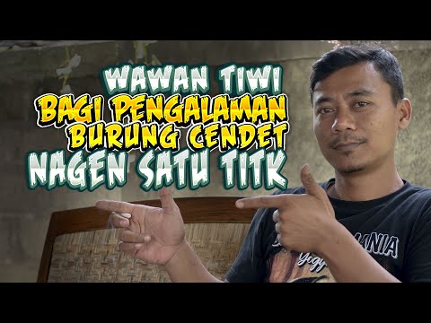 Dengan Cara Ini Cendet Bisa Nagen Satu Titik Di Gantangan Lomba