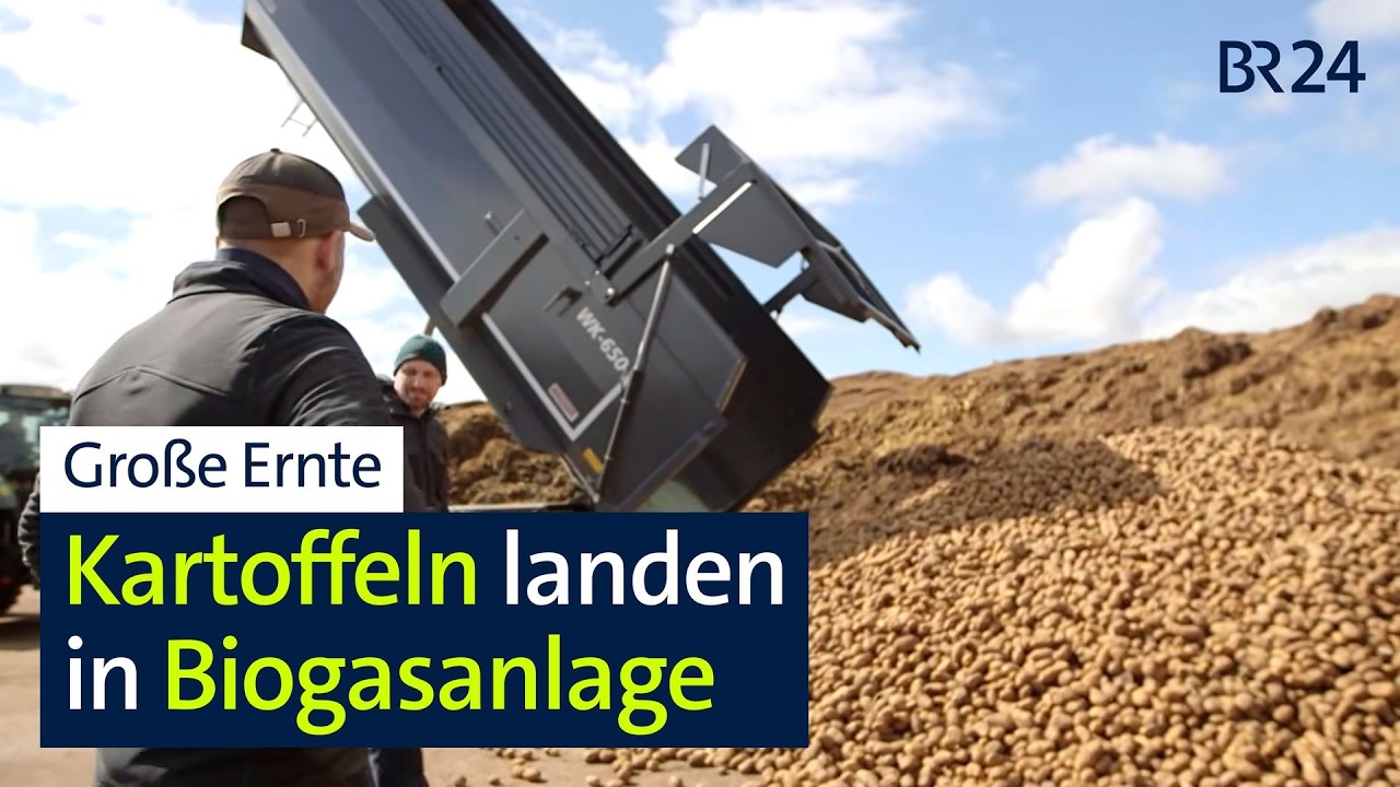 Finanzielles und ethisches Desaster: Landwirte bleiben auf Kartoffelernte sitzen | Abendschau | BR24