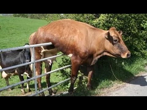 Vidéos drôles d'animaux 2023 meilleures vidéos drôles de chiens