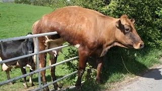 Vidéos drôles d'animaux 2023 meilleures vidéos drôles de chiens