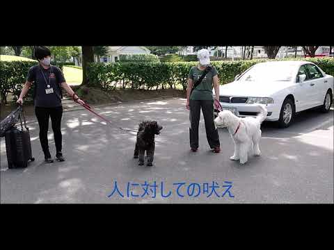 他の犬に対する犬の適応