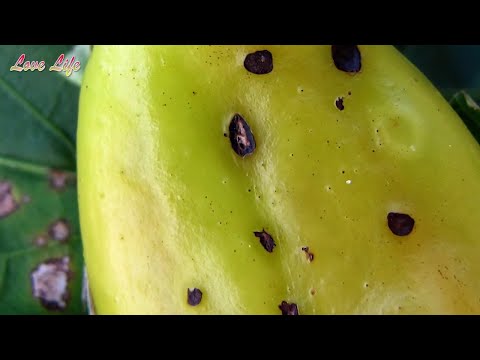 Bacterial spot of pepper   Causes and Remedies