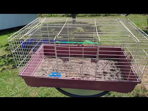 Taubenhaltung für Anfänger - Brieftauben Hobby Haltung