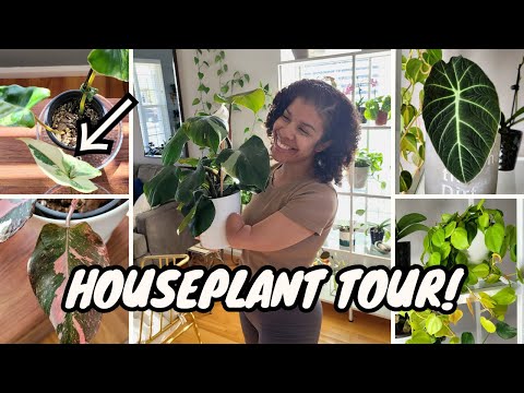 CHILL Indoor Houseplant Tour 😎 | Spring 2024