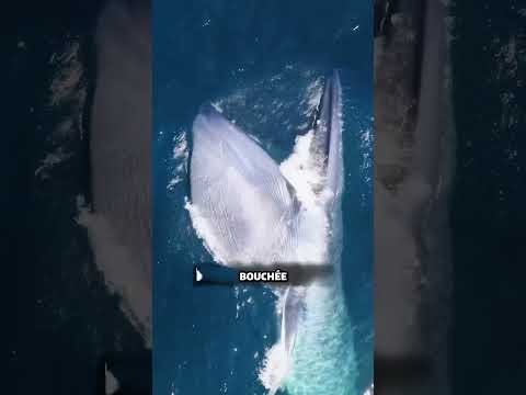 Ce que cache la bouche des baleines va te choquer