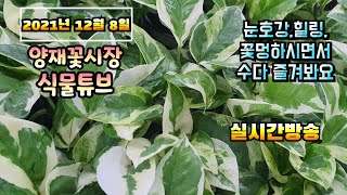 2021년 12월 8일 수요일  예쁜식물 보면서  수다떨어봐요 #양재꽃시장 #식물튜브