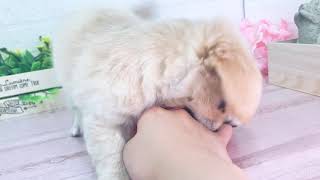 ハーフ犬の動画01