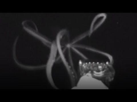 Giant Squid Spotted in US Waters