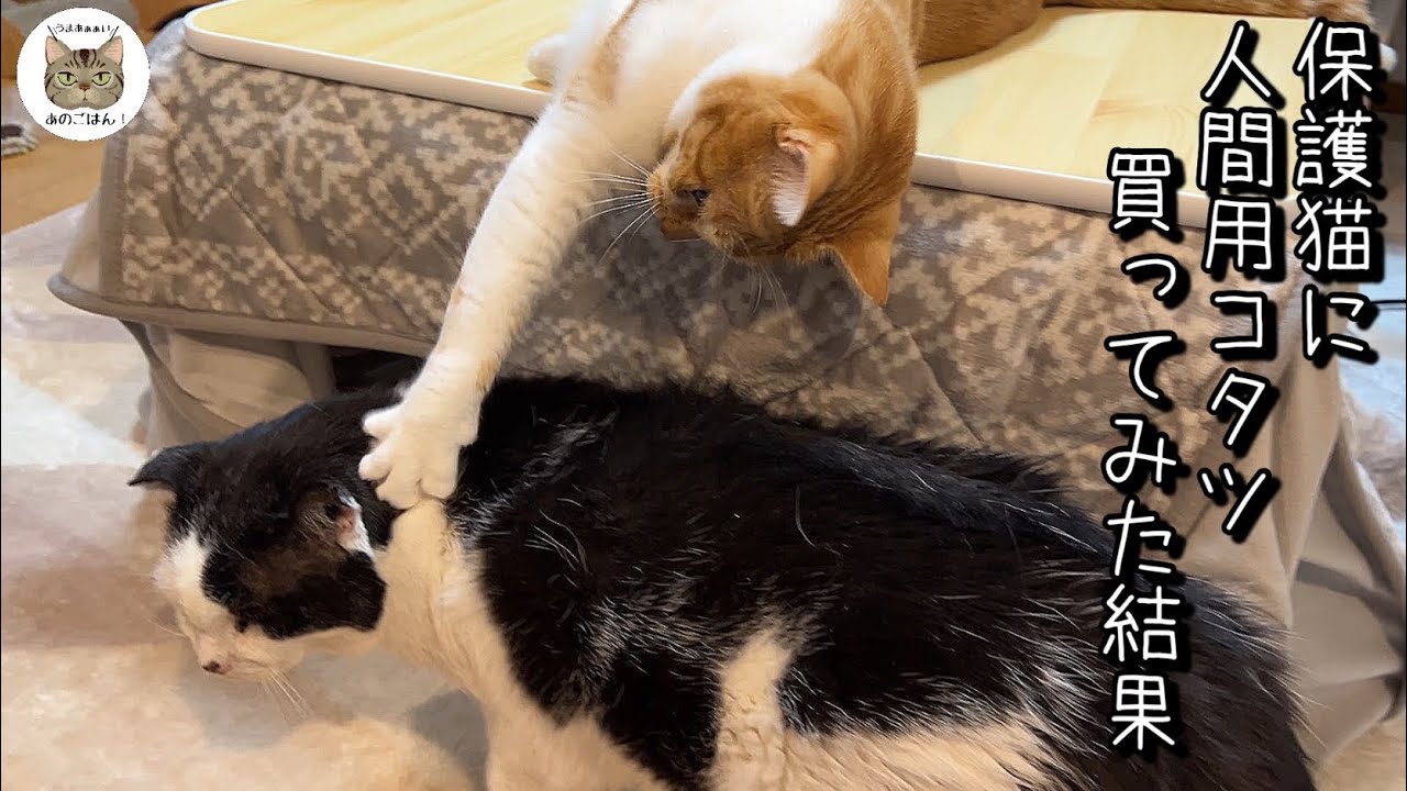 【保護猫７匹】初めてのコタツ買ったら色々と期待値を超えて来た…