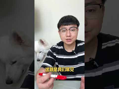 Mastering Dog Feeding: A Beginner's Guide for Every Pet Parent