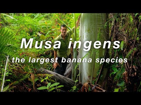 World's largest banana species Musa Ingens (giant banana) filmed in Indonesian New Guinea