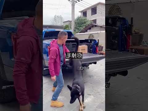 Con chó tốt bụng #313 | Chú chó này thì khôn khỏi phải nói rồi, không biết dạy sao mà nó khôn quá.