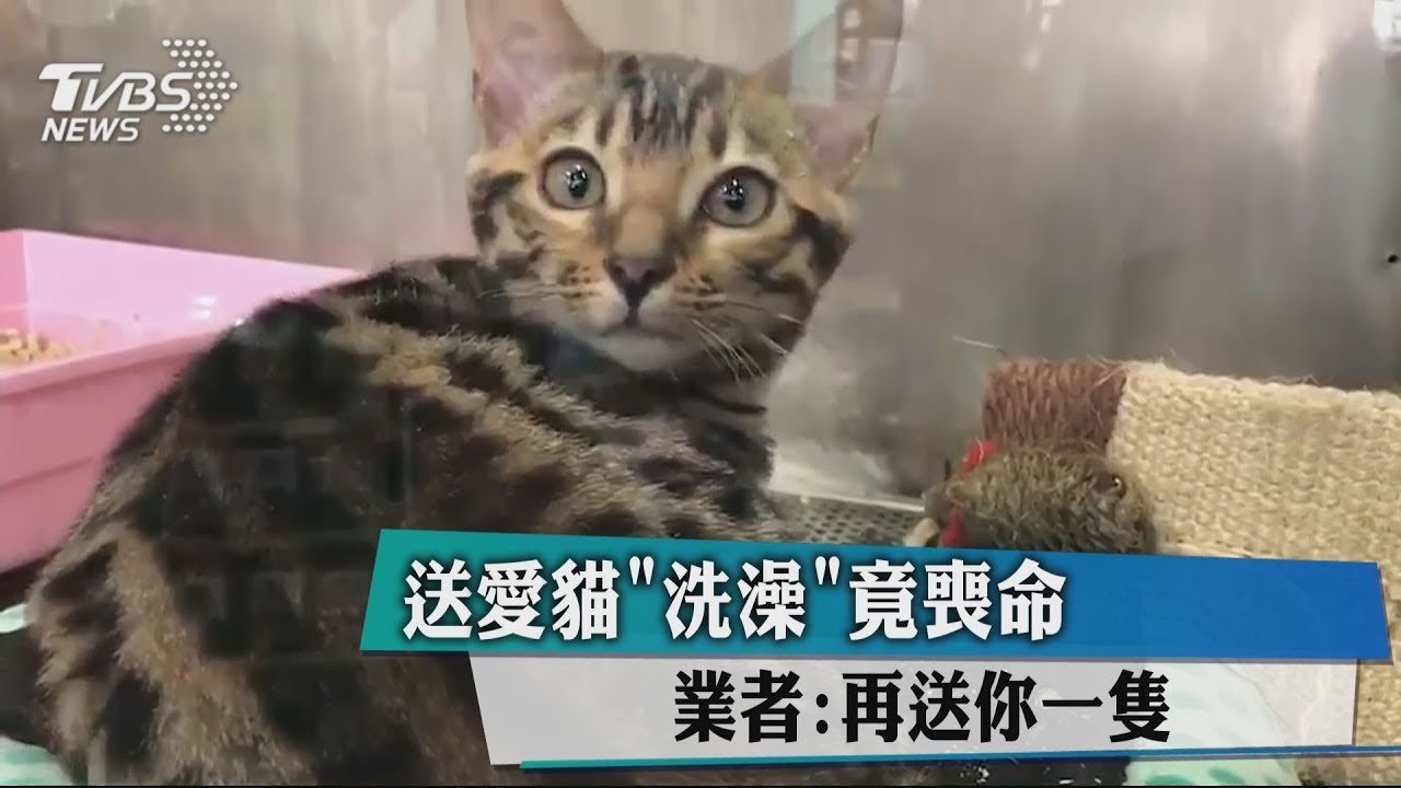送愛貓「洗澡」竟喪命 業者:再送你一隻