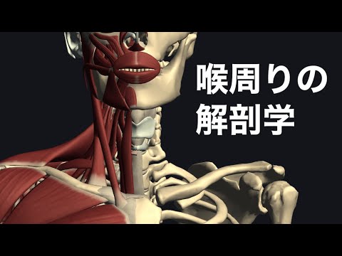亀頭舌筋について詳しく解説