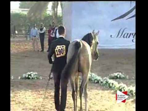 N.190 SUHAIL AL ZOBAIR - Ajman 2016 - Colts 2 years old (Class 8A)