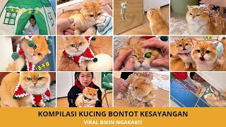 Download lagu Bikin Ngakak Terus! Kompilasi Kucing Bontot Paling Lucu 2026 mp3