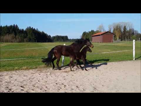 Hengstfohlen von Millenium x Riccione x Weltmeyer