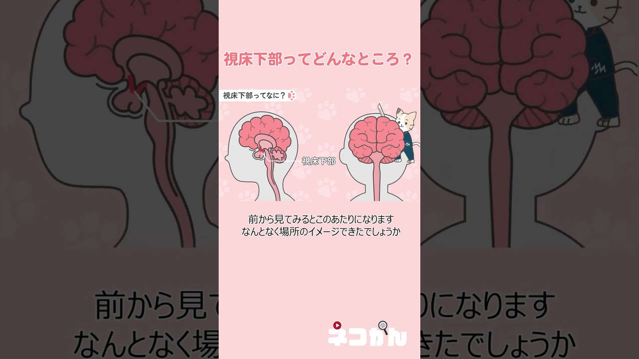 視床下部ホルモン① 視床下部ってどこよ？