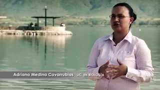 preview picture of video '¿Por qué mueren popochas en Cajititlán?'