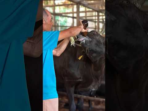 The Luxurious Life of Wagyu Cows: Behind the World’s Most Expensive Meat