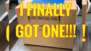 I FINALLY GOT ONE, NO TWO, NO, I GOT THREE!