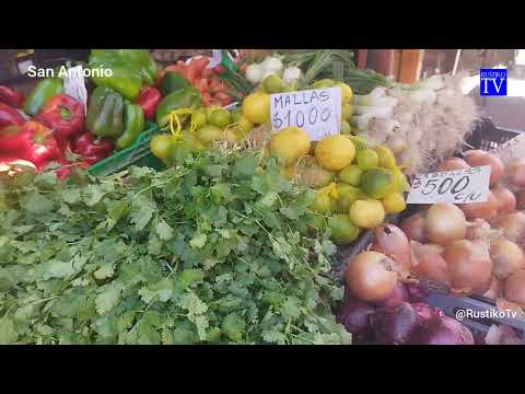 SAN  ANTONIO 2026  5ta Región de Valparaiso por @RustikoTv 