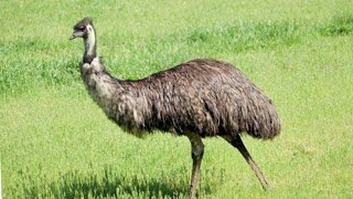 preview picture of video 'EMU bird farming||emu bird farming in raebareli up||Ehtesham khan'