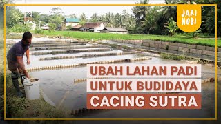 Download lagu UBAH LAHAN PADI JADI LAHAN BUDIDAYA CACING SUTRA mp3 Download lagu UBAH LAHAN PADI JADI LAHAN BUDIDAYA CACING SUTRA mp3