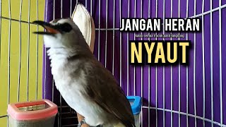 Download lagu trucukan ropel panjang AMPUH buat pancingan trucukan agar bunyi JADIKAN burung trucukan gacor EMOSI mp3 Download lagu trucukan ropel panjang AMPUH buat pancingan trucukan agar bunyi JADIKAN burung trucukan gacor EMOSI mp3