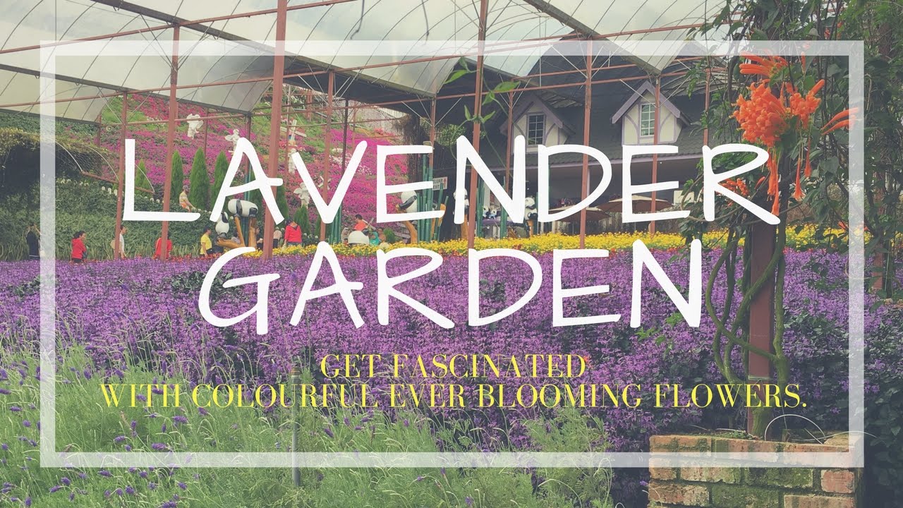 Visit Lavender Garden in Cameron Highlands 金馬倫高原│Malaysia Travel Guide