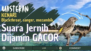 Download lagu DIJAMIN!!! Masteran Kenari Isian Blackthroat, Sanger dan Mozambik Suara Jernih dan GACOR mp3