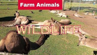 Oakvale Wildlife Park #104 | wild animals, animal videos, Kangaroo, animals, Camels, animal sounds