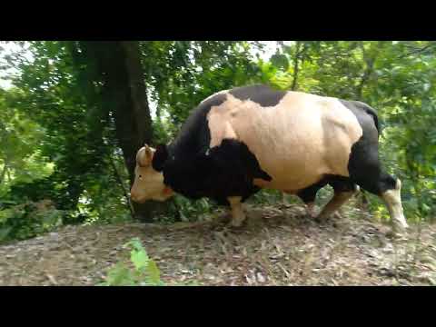 state biggest animal call Mithun in hindi which is found only on Arunachal Pradesh of India.