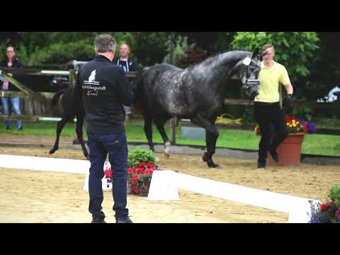 9. Stute, geb. 20.05.2022 – V: Cornet’s Darco M: Clinton’s Heart – Copin van de Broy