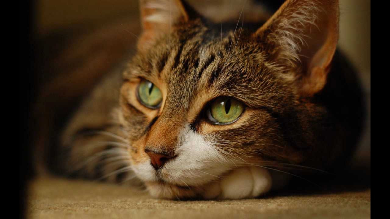 100 Amazing Animal Wallpapers