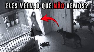 Animais Enxergam Fantasmas?