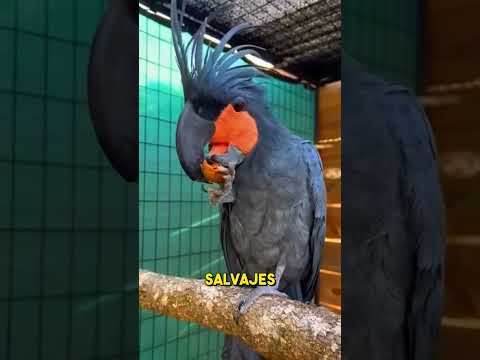 Por qué crecen siempre los picos de los loros 🦜