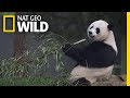 Giant Pandas 101 | Nat Geo Wild