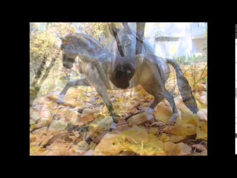 Buckskin Dressage Stallion Custom