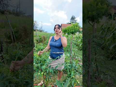 TUTA ABSOLUTA - Verursacht 100% Schaden An Tomaten!