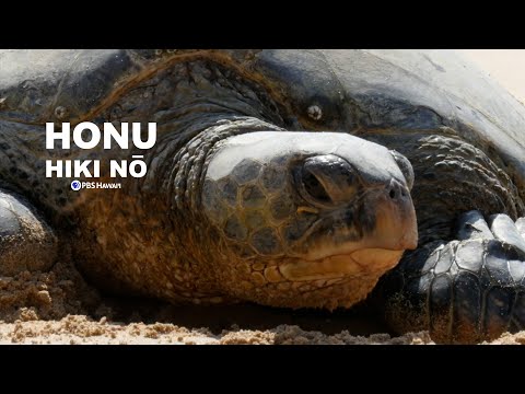 Did You Know This about Honu? | HIKI NŌ - PBS HAWAIʻI