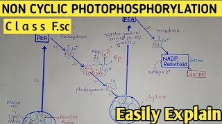 Non Cyclic Photophosphorylation | Z Scheme | Light Dependent Reaction | Class 11 Biology