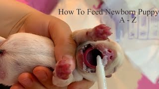 How to feed newborn puppy