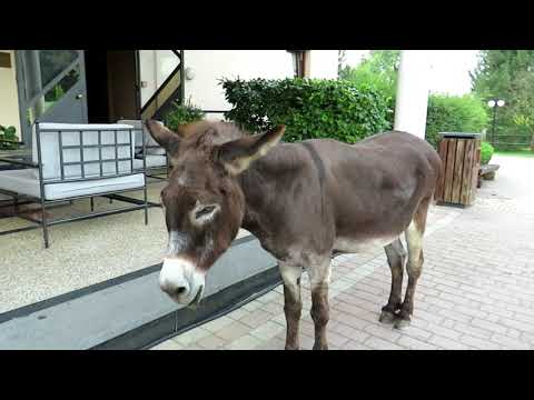 Pitanje od milijun dolara