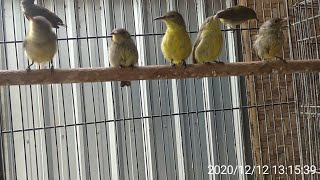 Download lagu FuLL suara ribut konin ijoan ombyokan||pancingan saat ngombyok mp3