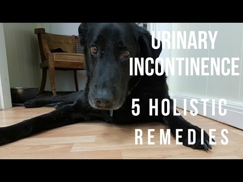 YouTube video about: Can antibiotics cause incontinence in dogs?