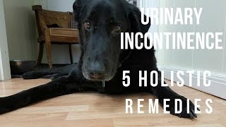 Urinary Incontinence in Dogs: 5 Holistic Remedies