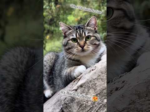 Cutest Cat Moments Ever 😍 | Pal Pal Jeena Mahal 🐱 #Shorts #catvideos #pets