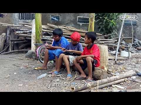 ayam-sorrypolapikefilm-pendek-ngapak-kebumen